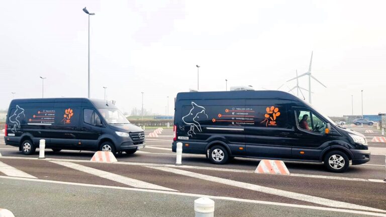 auto Zootaxi transport caini 768x432